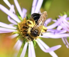 Andrena asteris