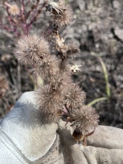 Liatris ligulistylis