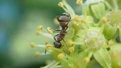 Formica cinerea