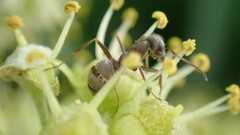 Formica cinerea