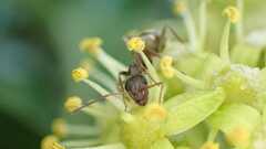 Formica cinerea