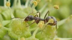 Formica cinerea