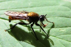 Laphria sericea