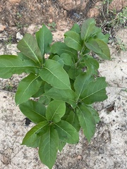 Helleborus orientalis