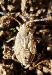 Stictopleurus abutilon