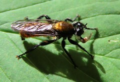 Laphria sericea