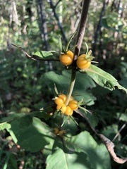 Triosteum aurantiacum