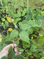 Clematis occidentalis