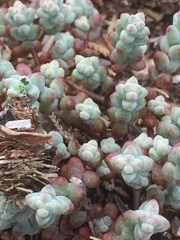 Sedum brevifolium