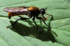 Laphria sericea