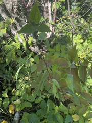 Clematis occidentalis