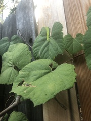 Vitis californica
