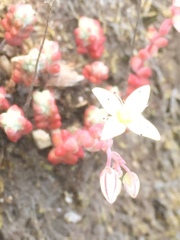 Sedum brevifolium