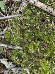 Peltigera aphthosa