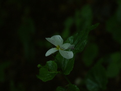 Viola canadensis