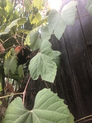 Vitis californica