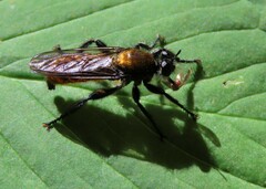 Laphria sericea