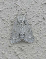 Acronicta lobeliae