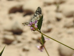 Burnsius albescens