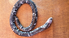 Amphisbaena fuliginosa