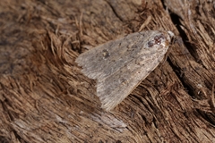 Caradrina