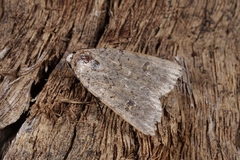 Caradrina