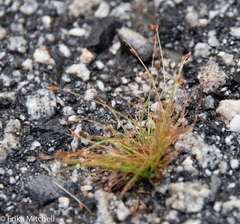 Bulbostylis capillaris