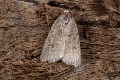 Caradrina