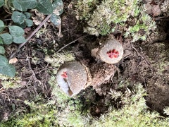 Calostoma ravenelii