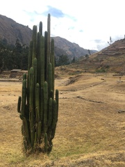 Trichocereus macrogonus peruvianus