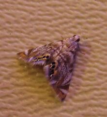 Eoparargyractis irroratalis