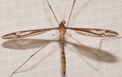 Tipula furca