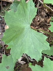 Hydrophyllum canadense