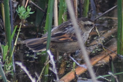 Phleocryptes melanops