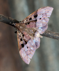 Ischyja marapok