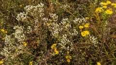 Eupatorium hyssopifolium