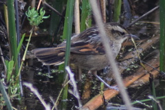 Phleocryptes melanops