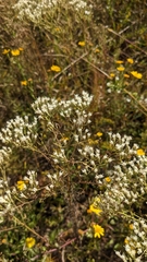 Eupatorium hyssopifolium