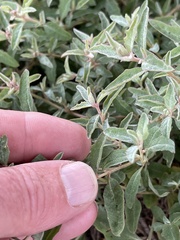 Atriplex semibaccata
