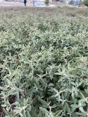 Atriplex semibaccata