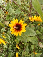 Helianthus mollis