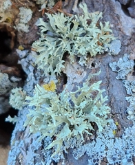 Ramalina americana