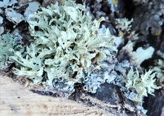 Ramalina americana