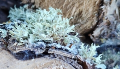 Ramalina americana