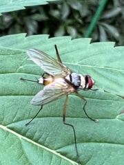 Cholomyia inaequipes