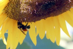 Bombus huntii