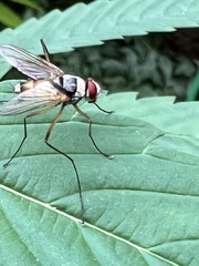 Cholomyia inaequipes