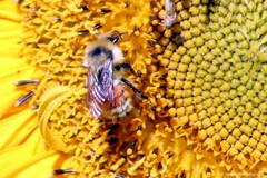 Bombus huntii
