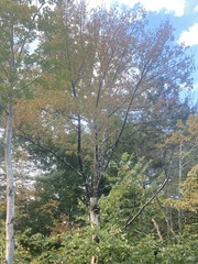 Fraxinus americana