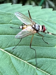 Cholomyia inaequipes